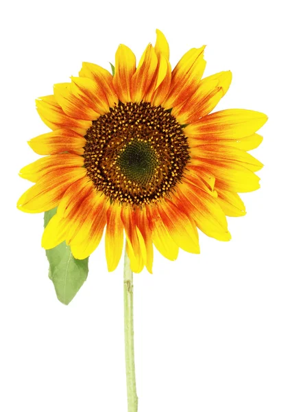 Schöne helle Sonnenblumen — Stockfoto