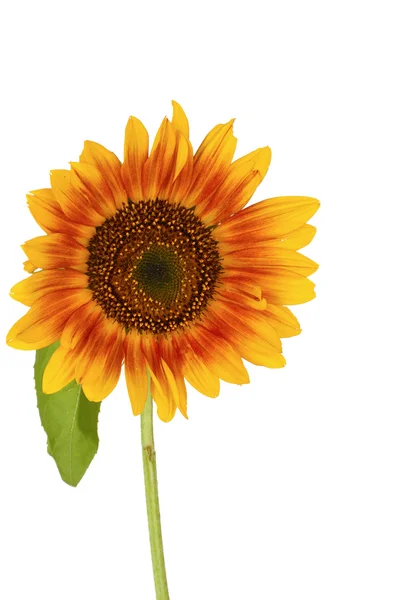 Schöne helle Sonnenblumen — Stockfoto