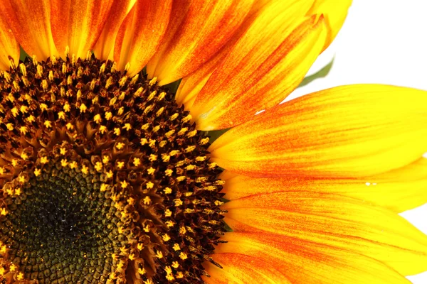 Mooie lichte zonnebloemen — Stockfoto