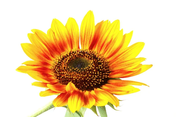 Güzel parlak ayçiçeği — Stok fotoğraf