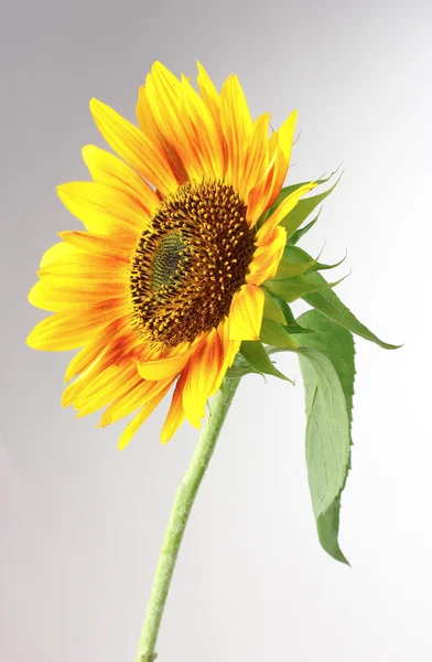 Krásné světlé slunečnice — Stock fotografie