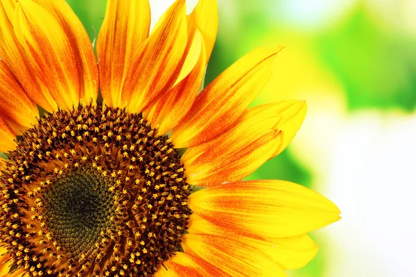 Beautiful bright sunflowers — Stock Photo, Image
