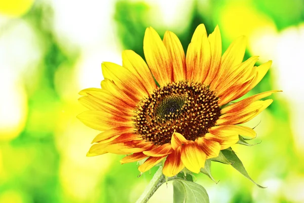 Piękne jasne słoneczniki — Zdjęcie stockowe
