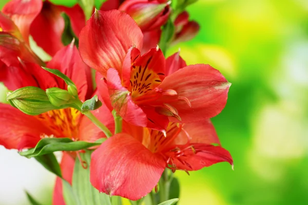 Červené květy na zeleném pozadí — Stock fotografie