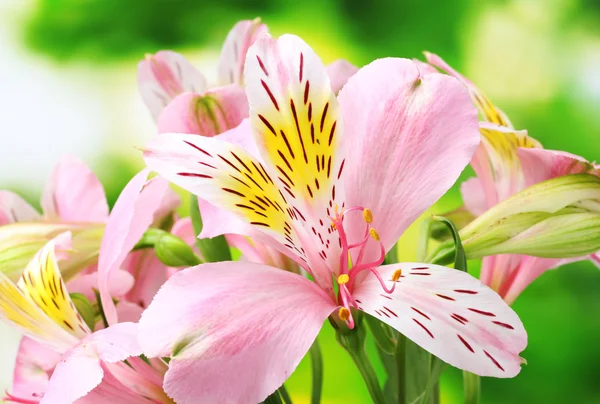 Pink flowers on green background — Stock Photo, Image