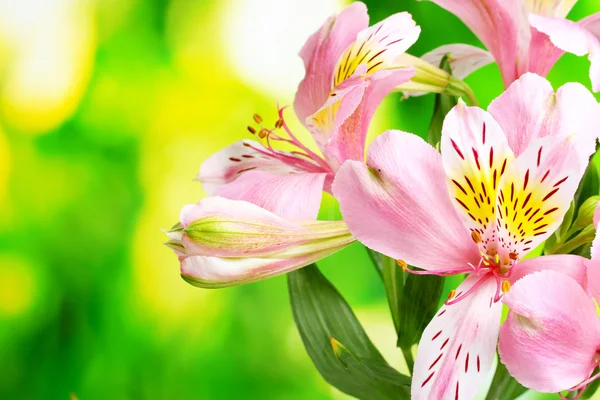 분홍색 꽃들 이 초록색 배경에 있다 — 스톡 사진