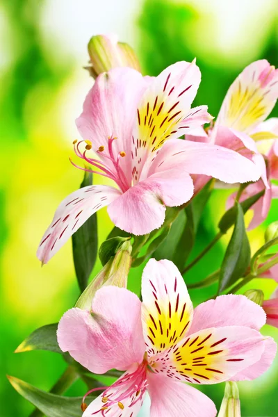 Flores cor de rosa no fundo verde — Fotografia de Stock