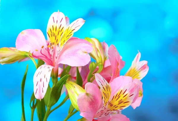 美しいピンクの花 — ストック写真
