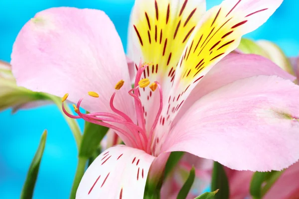 아름다운 분홍색 꽃들 — 스톡 사진