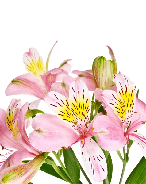 Ροζ λουλούδι closeup — Φωτογραφία Αρχείου