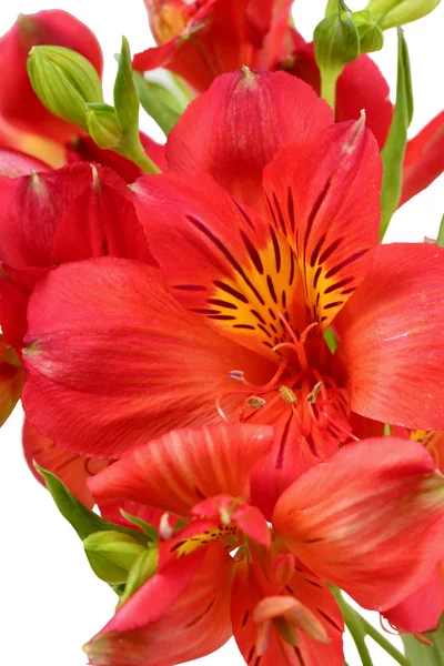 Rote Blume Nahaufnahme — Stockfoto