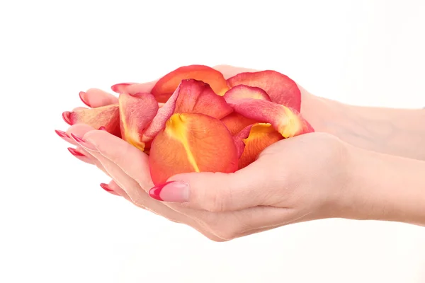 Belas mãos de mulher com manicure francês e pétalas de rosa isola — Fotografia de Stock