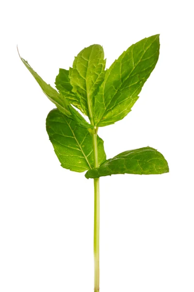 Rostlina izolovaných na bílém — Stock fotografie