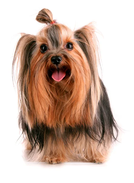 Yorkshire Terrier puppy isolated on white — Stock Photo, Image
