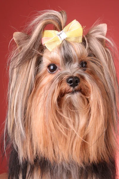 Yorkshire Terrier puppy on red background — Stock Photo, Image