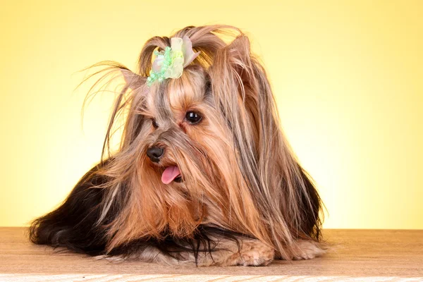 Jorkšírský teriér štěně na žlutém podkladu — Stock fotografie