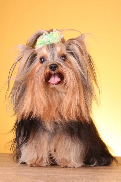 黄色の背景にヨークシャー テリア子犬 — ストック写真