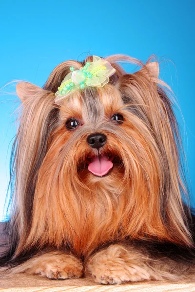 青色の背景にヨークシャー テリア子犬 — ストック写真