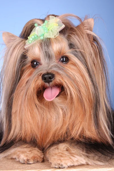 Yorkshire Terrier puppy on blue background — Stock Photo, Image