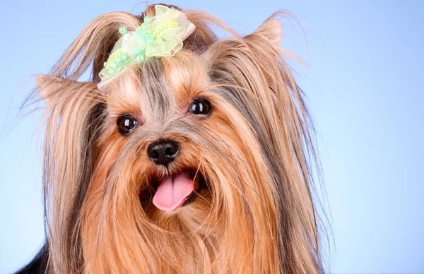Yorkshire Terrier puppy on blue background — Stock Photo, Image
