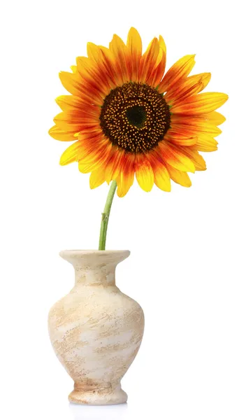 Belo girassol em um vaso — Fotografia de Stock