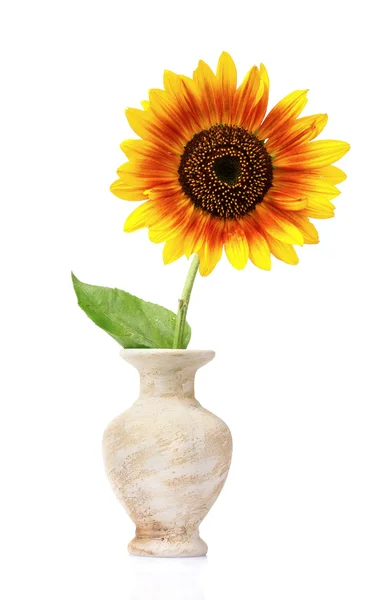 Belo girassol em um vaso — Fotografia de Stock