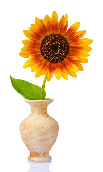 Beautiful sunflower in a vase — Stock Photo, Image