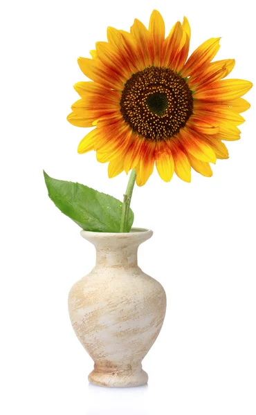 Vacker solros i en vas — Stockfoto