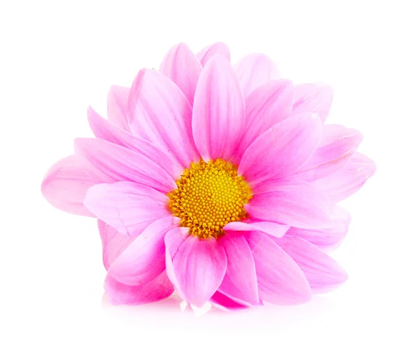 Camomila rosa isolada em branco — Fotografia de Stock