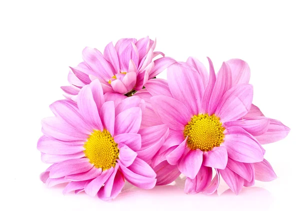 핑크 카모마일 흰색 절연 — 스톡 사진
