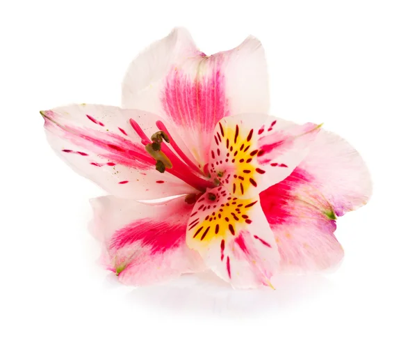 Rózsaszín virág elszigetelt fehér — Stock Fotó