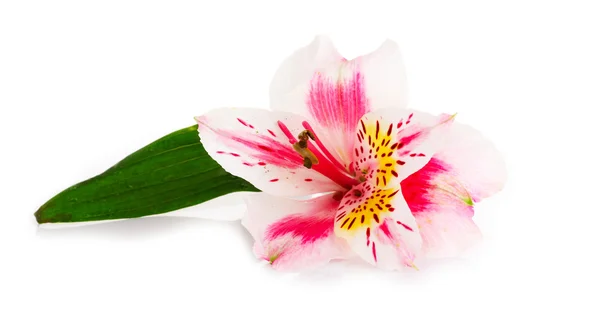 Рожева квітка ізольована на білому — стокове фото