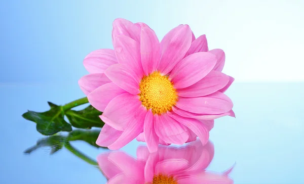 Flower on blue background — Stock Photo, Image