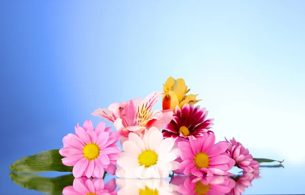 Blommor på blå bakgrund — Stockfoto