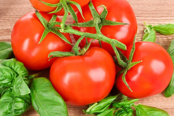 Frische Tomaten- und Basilikumblätter — Stockfoto