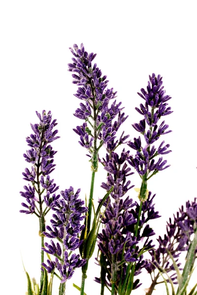 Vackra lavendel blommor — Stockfoto