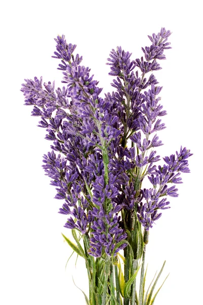 Beautiful lavender flowers — Stock Photo, Image