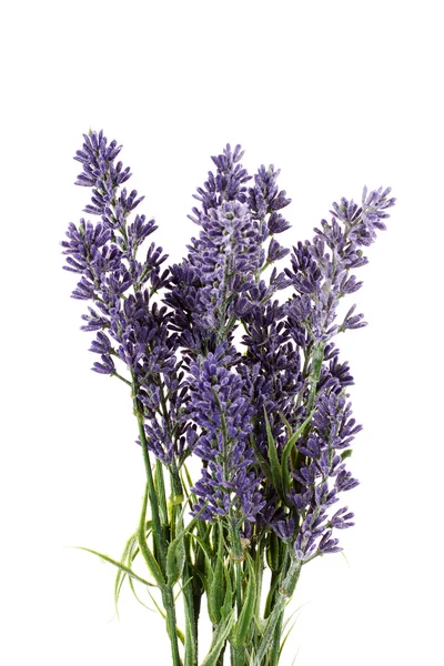 Beautiful lavender flowers — Stock Photo, Image