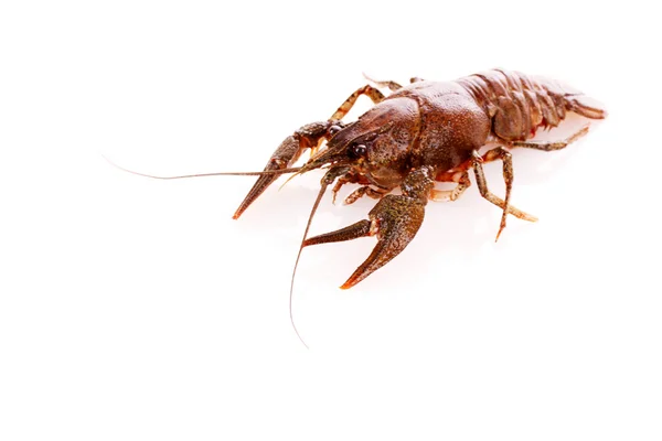 Crayfish isolated on white — Stock Photo, Image
