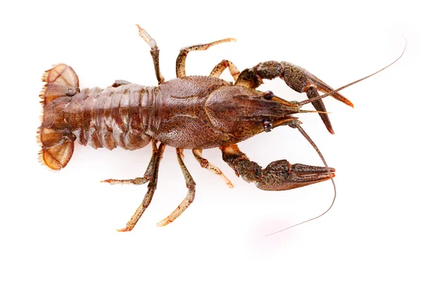 Crayfish isolated on white Royalty Free Stock Photos