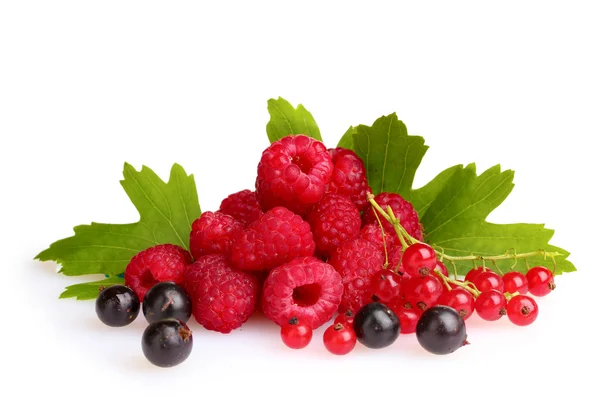 Fresh raspberries, blackcurrant, and leaves Stock Image