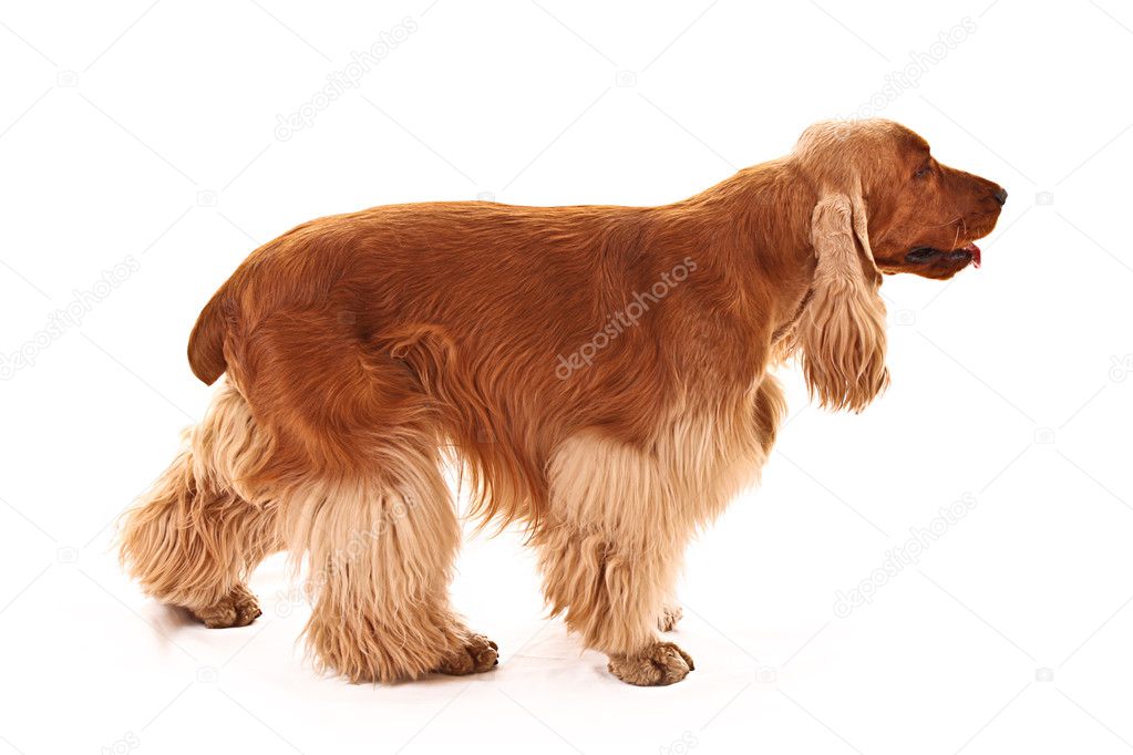 Young cocker spaniel isolated on white. Side view