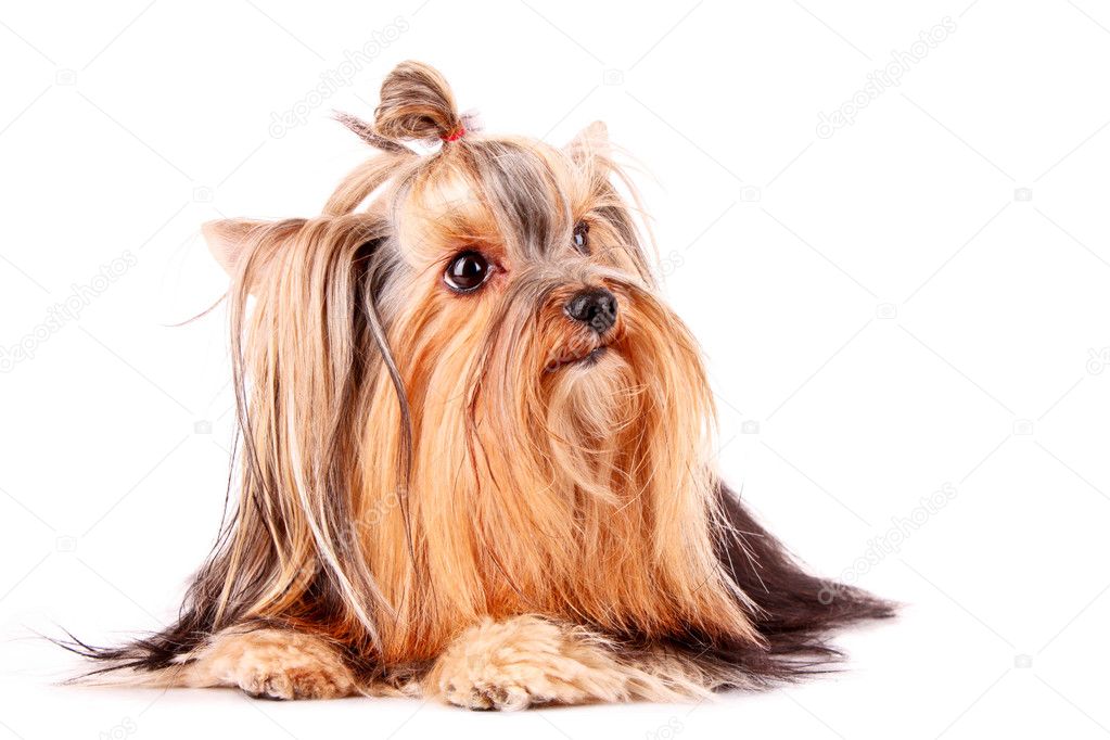 Yorkshire Terrier puppy looking right isolated on white