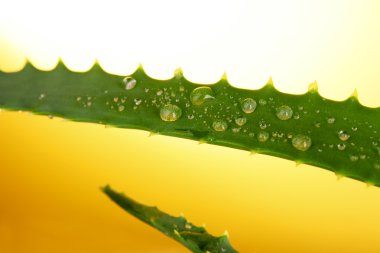 aloe vera suyu ile sarı zemin üzerine düşer.