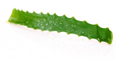 aloe vera üzerinde beyaz izole