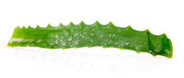 aloe vera üzerinde beyaz izole