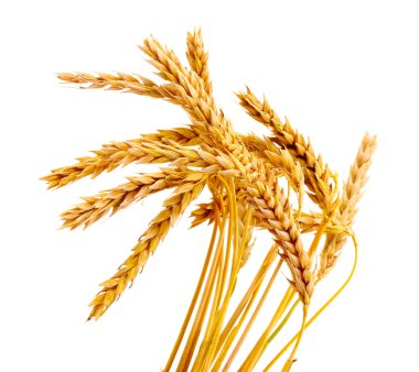 Wheat isolated on white clipart