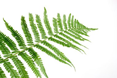 Green leaf of fern isolated on white clipart