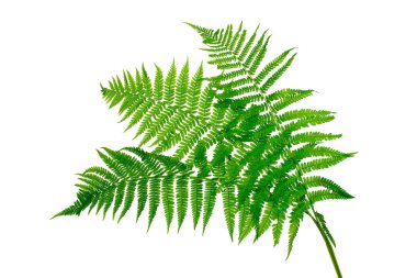 Three green leaves of fern isolated on white clipart