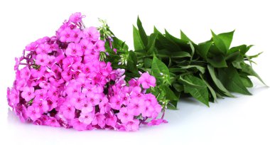 Phlox